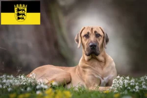 Read more about the article Broholmer crescători și căței în Baden-Württemberg