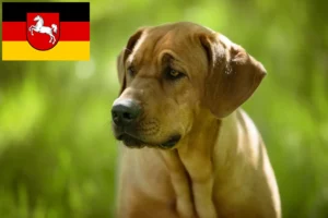 Read more about the article Broholmer crescători și căței în Saxonia Inferioară
