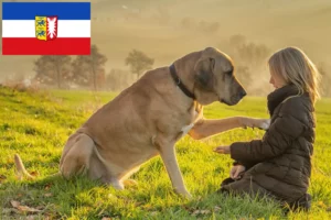 Read more about the article Broholmer crescători și căței în Schleswig-Holstein