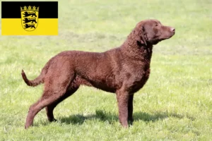 Read more about the article Chesapeake Bay Retriever crescători și căței în Baden-Württemberg