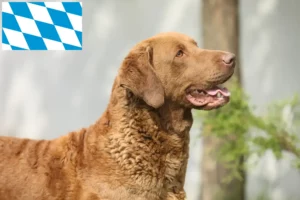 Read more about the article Chesapeake Bay Retriever crescători și căței în Bavaria