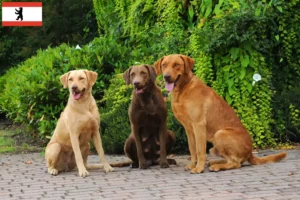 Read more about the article Chesapeake Bay Retriever crescători și căței în Berlin