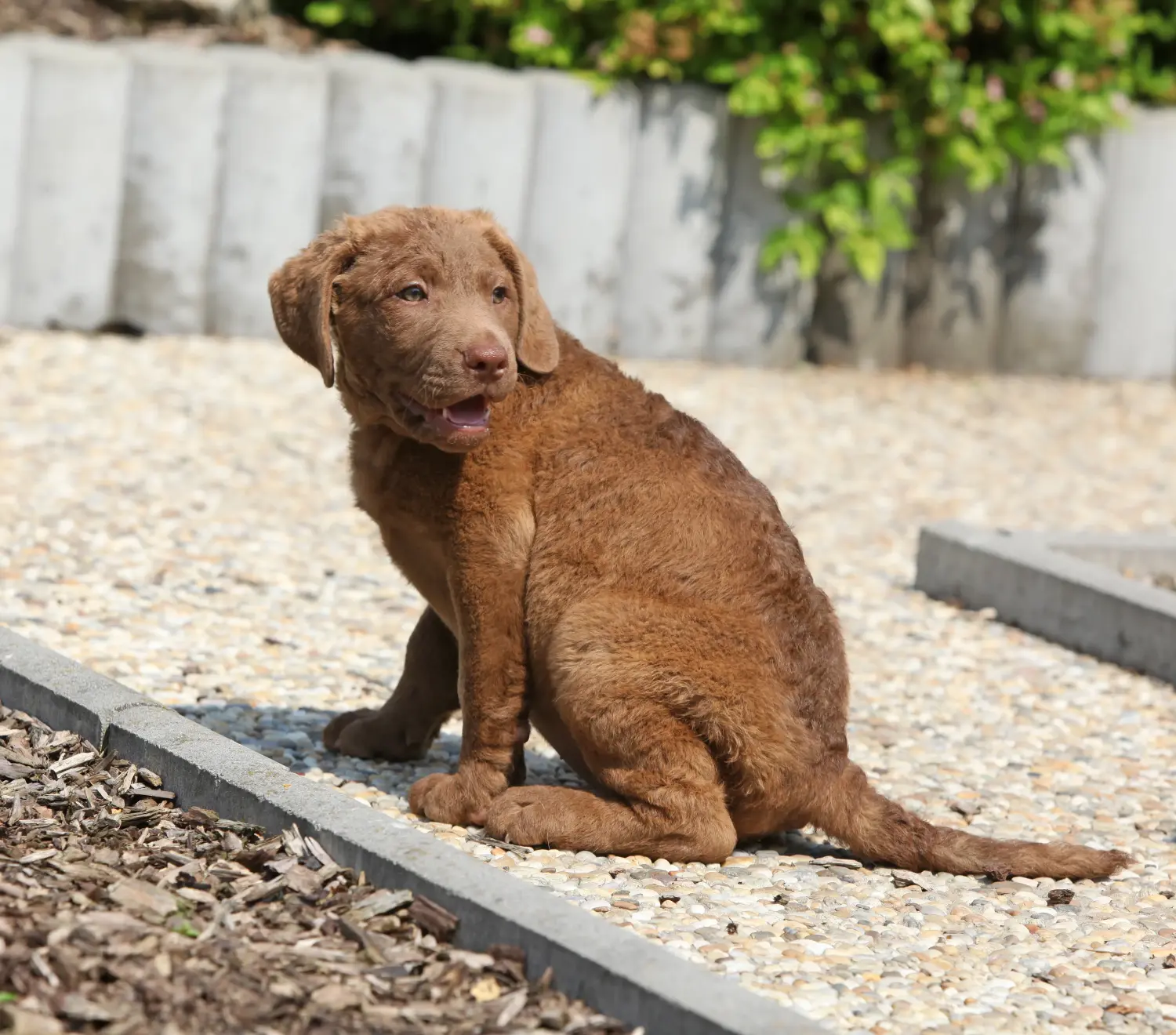 Cumpărarea unui cățel Chesapeake Bay Retriever înseamnă asumarea responsabilității! Cumpărați cățeluși Chesapeake Bay Retriever.