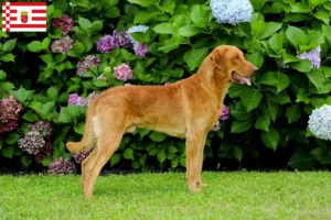 Read more about the article Chesapeake Bay Retriever crescători și căței în Bremen