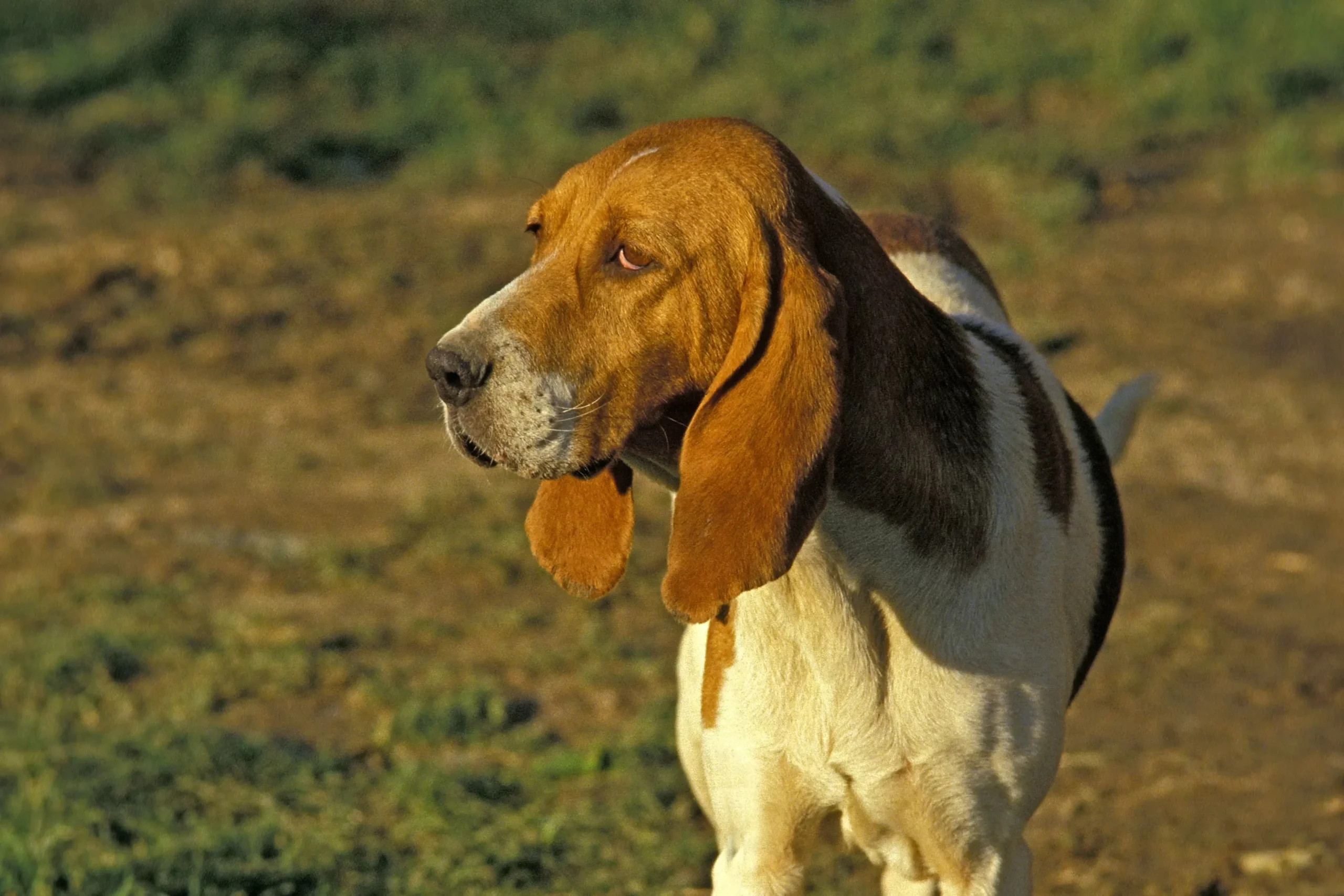 Read more about the article Crescător de câini Chien d’Artois