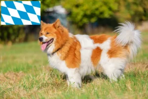 Read more about the article Elo crescători și căței în Bavaria