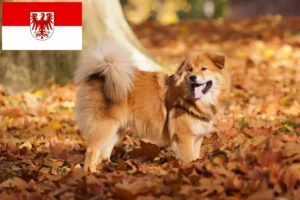 Read more about the article Elo crescători și căței în Brandenburg