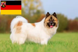 Read more about the article Elo crescători și căței în Renania-Palatinat