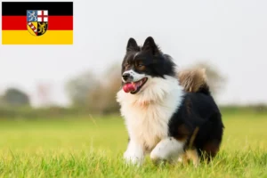 Read more about the article Elo crescători și căței în Saarland