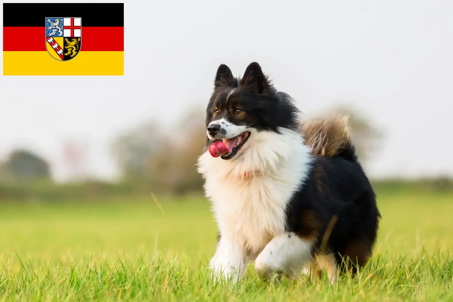 Read more about the article Elo crescători și căței în Saarland