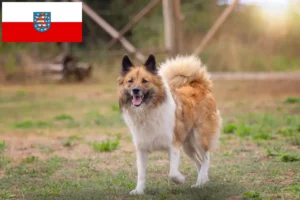 Read more about the article Elo crescători și căței în Thuringia
