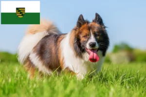 Read more about the article Elo crescători și căței în Saxonia