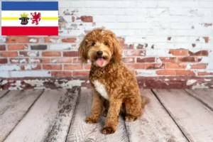 Read more about the article Goldendoodle crescători și căței în Mecklenburg-Vorpommern