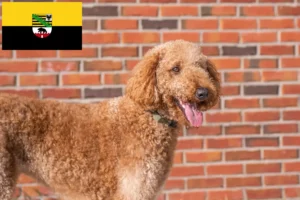Read more about the article Goldendoodle crescători și căței în Saxonia-Anhalt