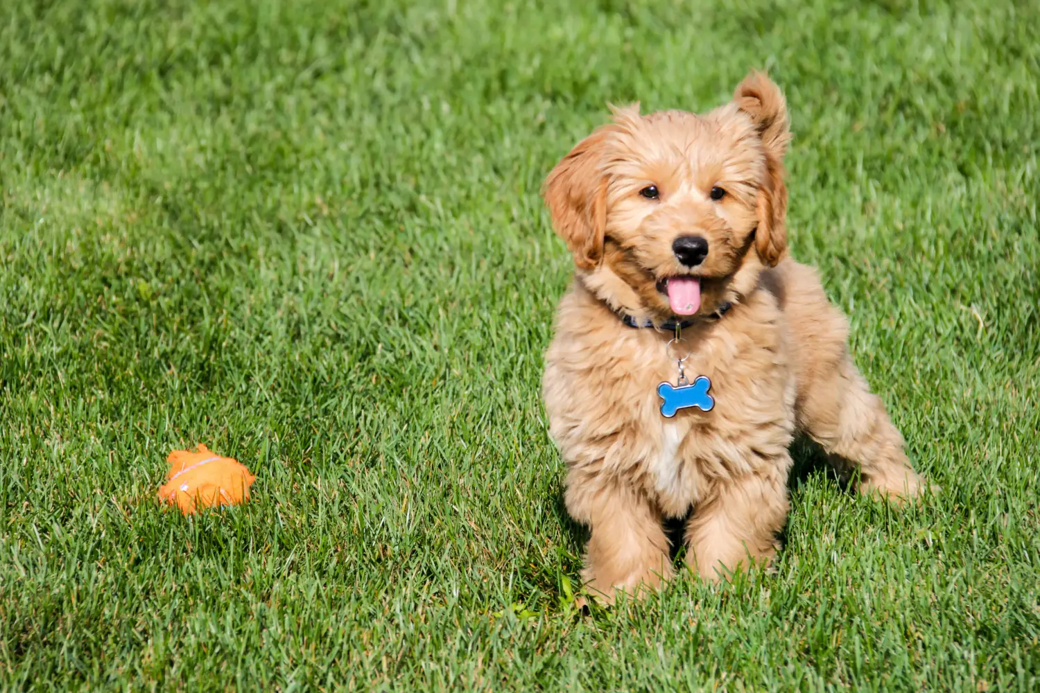 Cumpărarea unui cățel Goldendoodle înseamnă asumarea responsabilității! Cumpărați cățeluși Goldendoodle.