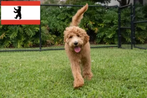 Read more about the article Goldendoodle crescători și căței în Berlin