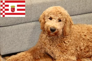 Read more about the article Goldendoodle crescători și căței în Bremen