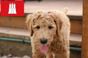 Read more about the article Goldendoodle crescători și căței în Hamburg