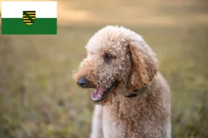 Read more about the article Goldendoodle crescători și căței în Saxonia