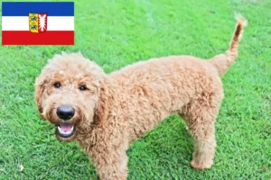 Read more about the article Goldendoodle crescători și căței în Schleswig-Holstein