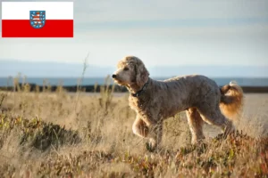 Read more about the article Goldendoodle crescători și căței în Thuringia