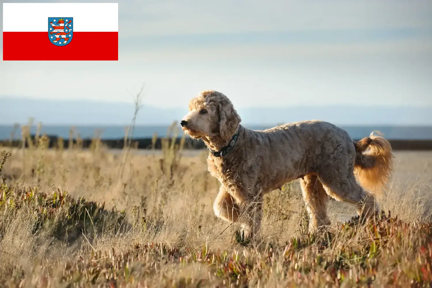 Read more about the article Goldendoodle crescători și căței în Thuringia