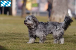 Read more about the article Gos d’Atura Catalá crescători și căței în Bavaria
