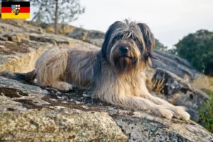 Read more about the article Gos d’Atura Catalá crescători și căței în Saarland