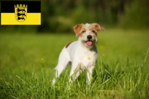 Read more about the article Kromfohrländer crescători și căței în Baden-Württemberg