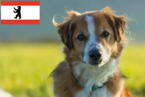 Read more about the article Kromfohrländer crescători și căței în Berlin