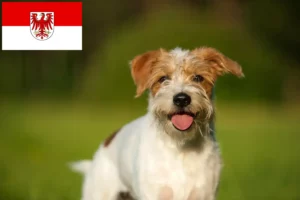 Read more about the article Kromfohrländer crescători și căței în Brandenburg