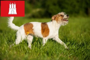 Read more about the article Kromfohrländer crescători și căței în Hamburg