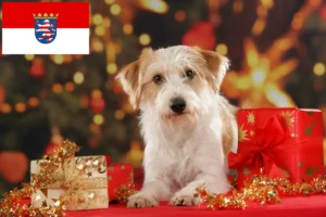 Read more about the article Kromfohrländer crescători și căței în Hessen