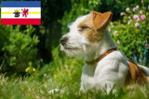 Read more about the article Kromfohrländer crescători și căței în Mecklenburg-Vorpommern