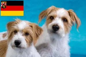 Read more about the article Kromfohrländer crescători și căței în Renania-Palatinat