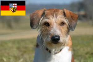 Read more about the article Kromfohrländer crescători și căței în Saarland