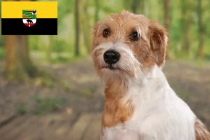Read more about the article Kromfohrländer crescători și căței în Saxonia-Anhalt