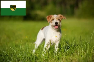 Read more about the article Kromfohrländer crescători și căței în Saxonia