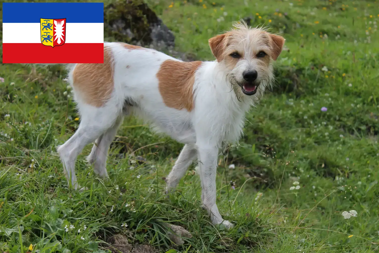 Read more about the article Kromfohrländer crescători și căței în Schleswig-Holstein