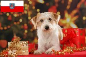 Read more about the article Kromfohrländer crescători și căței în Thuringia