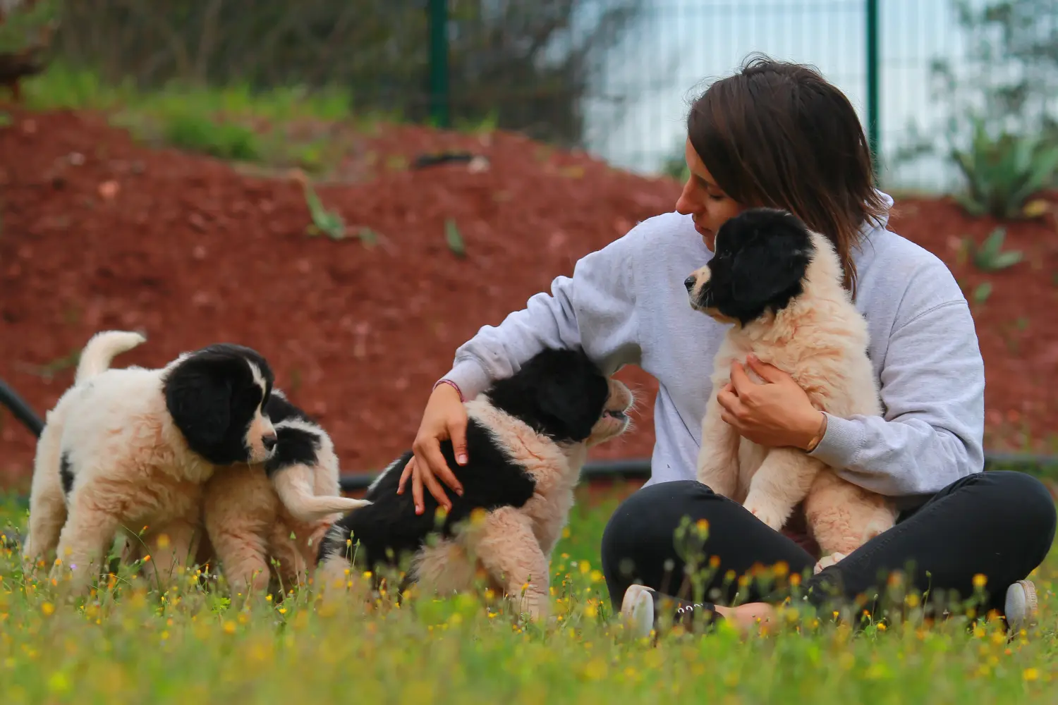 Cumpărarea unui cățel Landseer înseamnă asumarea responsabilității! Cumpărați cățeluși Landseer.
