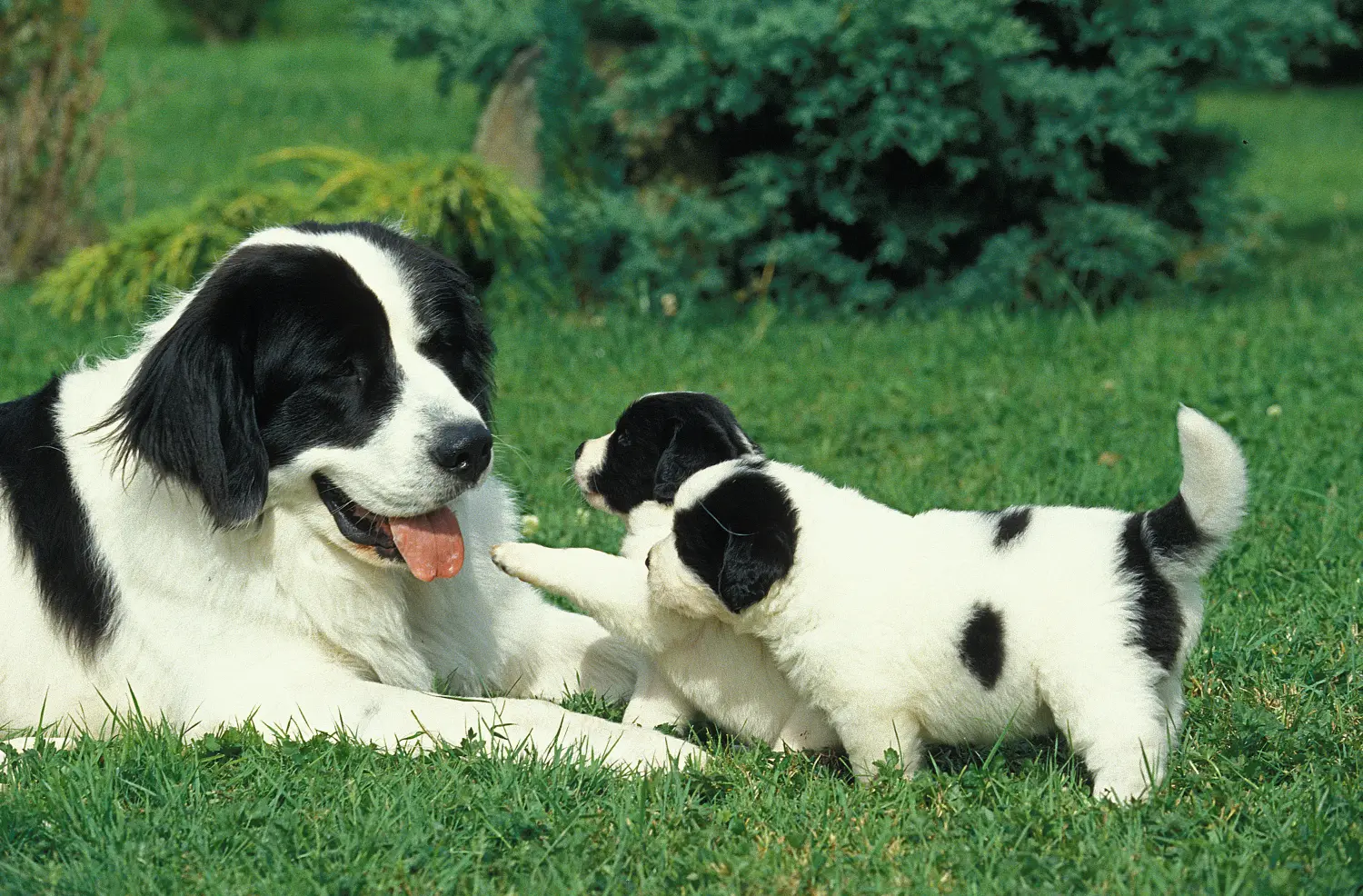 Cumpărarea unui cățel Landseer înseamnă asumarea responsabilității! Cumpărați cățeluși Landseer.