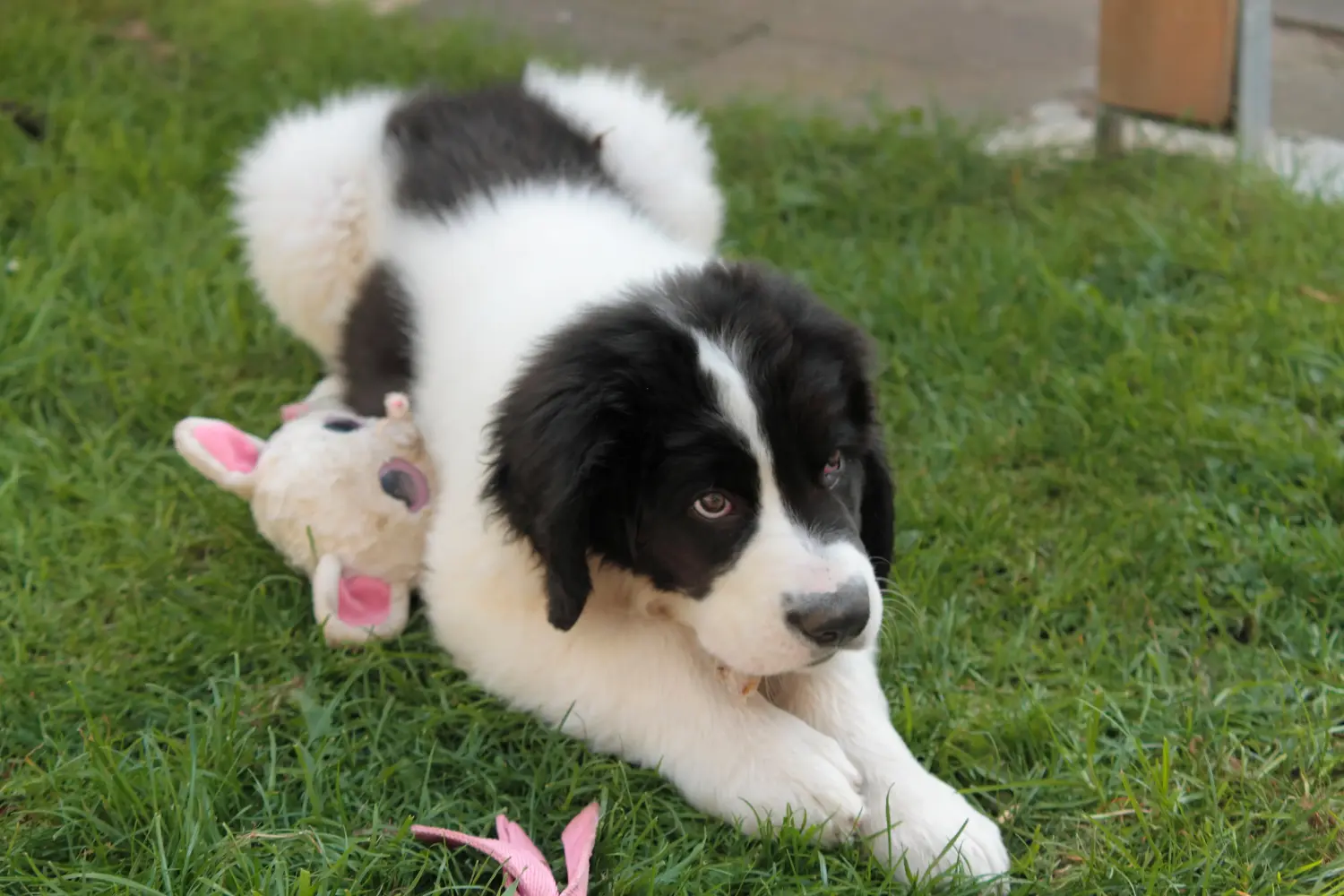 Cumpărarea unui cățel Landseer înseamnă asumarea responsabilității! Cumpărați cățeluși Landseer.