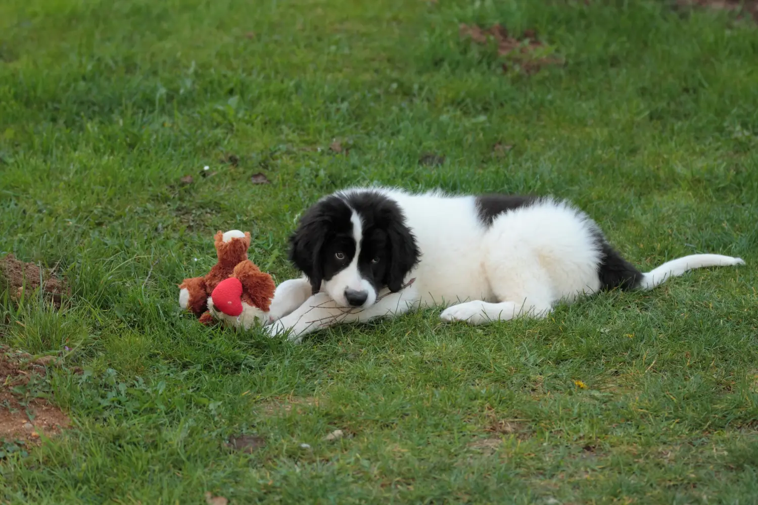 Cumpărarea unui cățel Landseer înseamnă asumarea responsabilității! Cumpărați cățeluși Landseer.