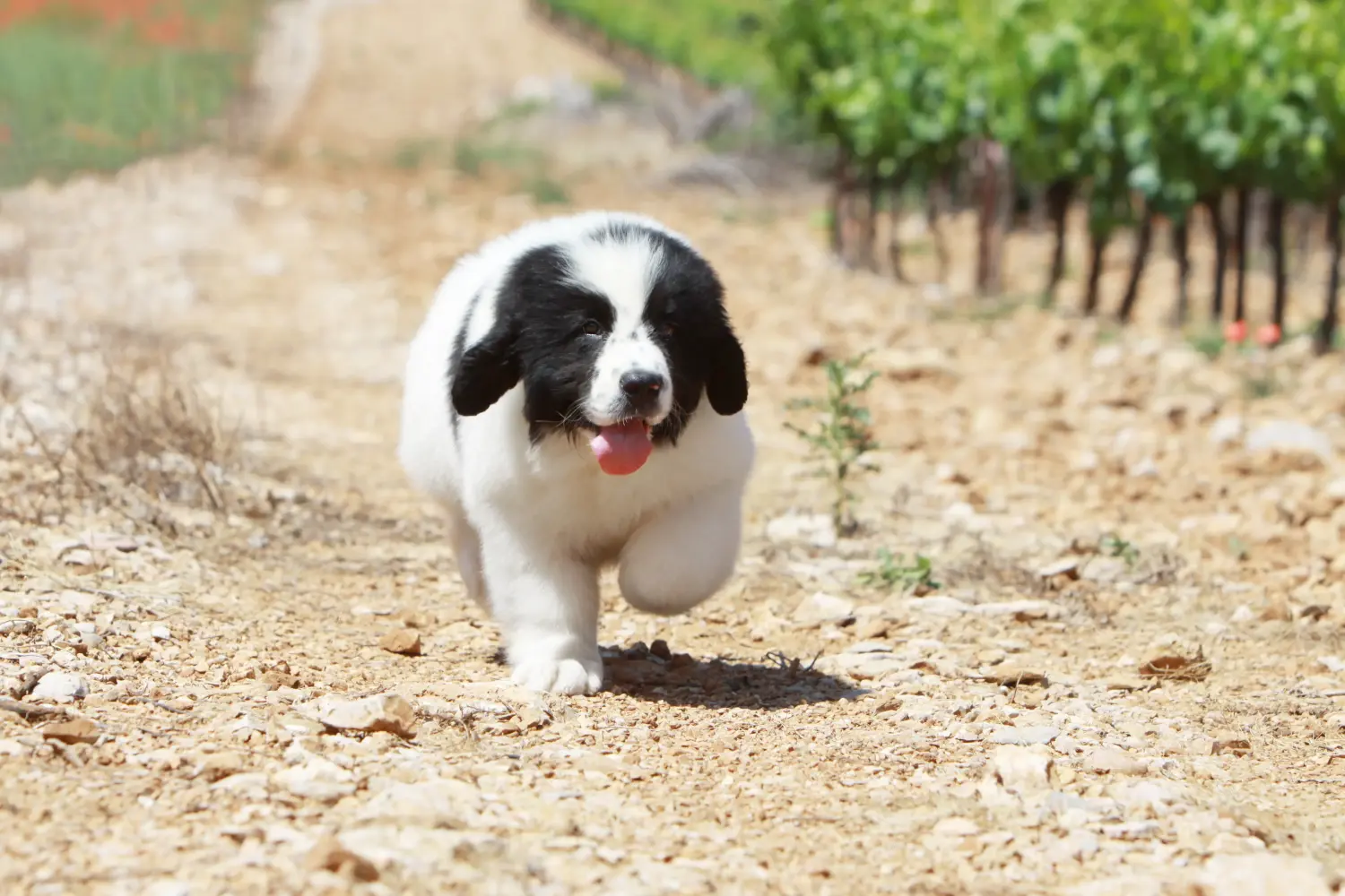 Cumpărarea unui cățel Landseer înseamnă asumarea responsabilității! Cumpărați cățeluși Landseer.