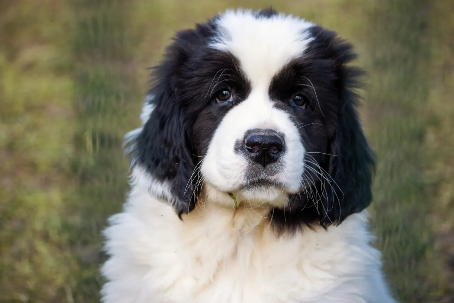 Cumpărarea unui cățel Landseer înseamnă asumarea responsabilității! Cumpărați cățeluși Landseer.