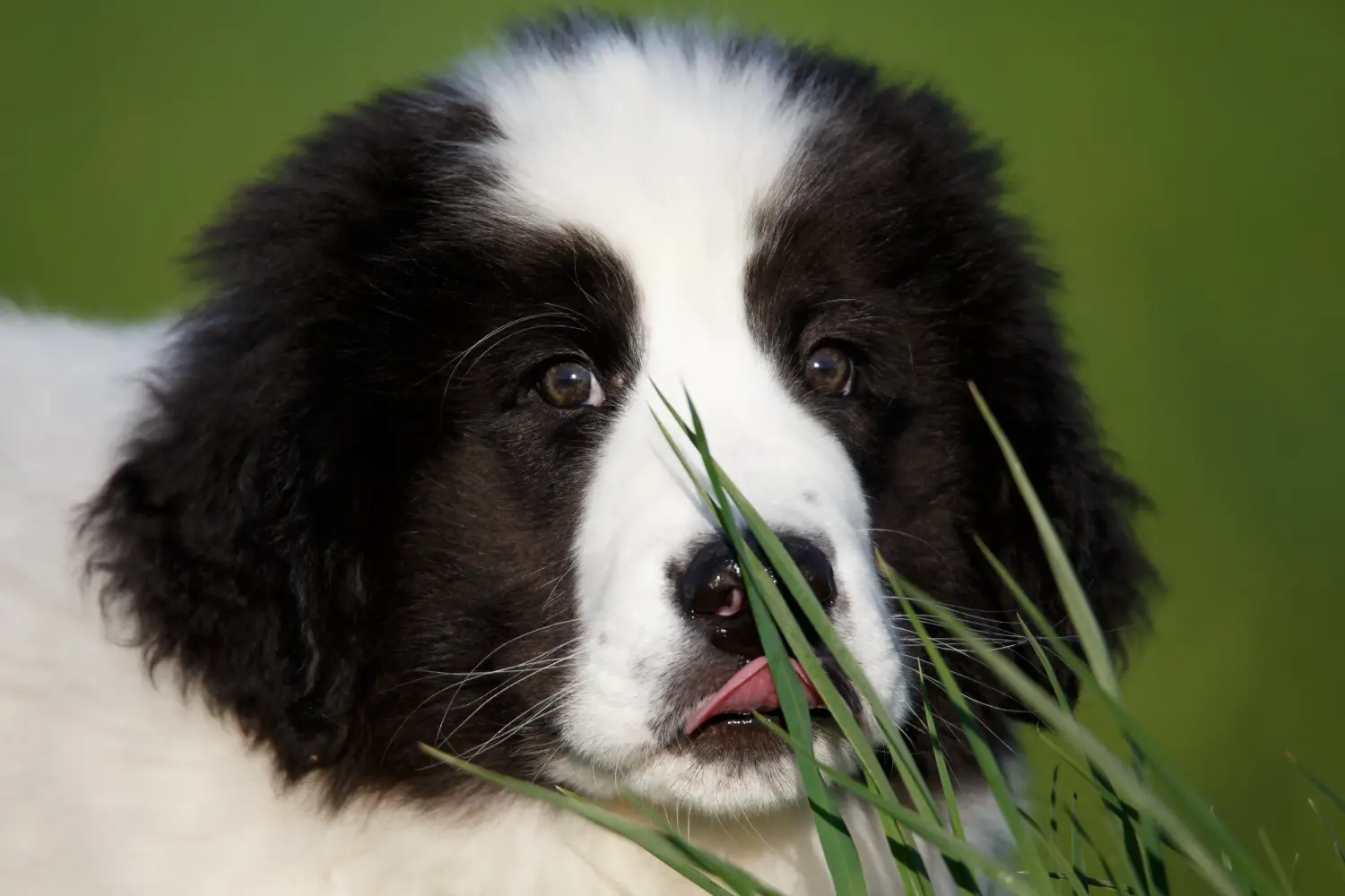Cumpărarea unui cățel Landseer înseamnă asumarea responsabilității! Cumpărați cățeluși Landseer.