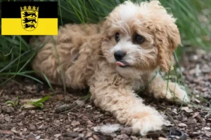 Read more about the article Maltipoo crescători și căței în Baden-Württemberg