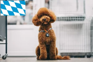 Read more about the article Maltipoo crescători și căței în Bavaria