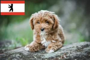 Read more about the article Maltipoo crescători și căței în Berlin